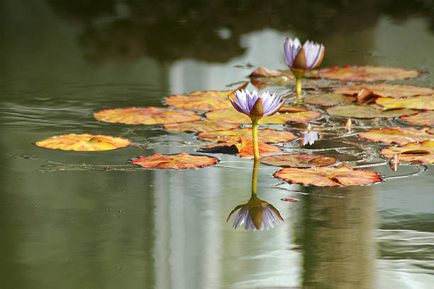 Aquatic Flora at Bellingrath Gardens (5)