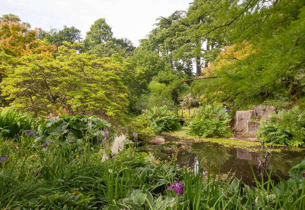 A Pond in the Birmingham Botanical Garden