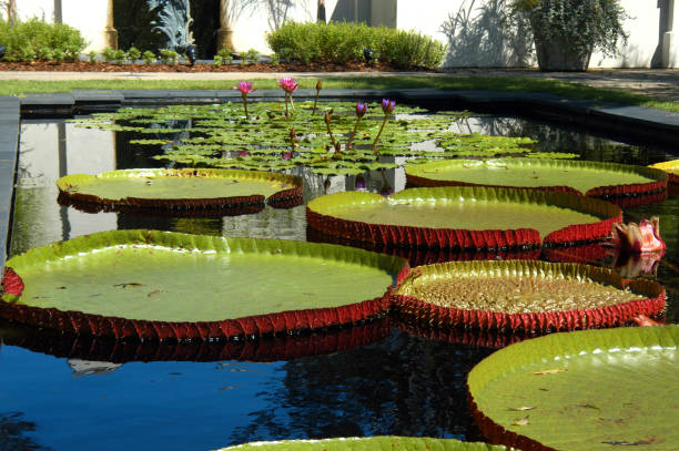 Water Lilies at Birmingham Botanical Garden