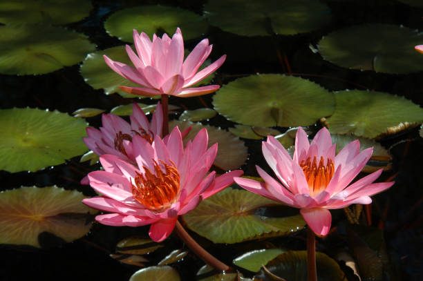 Water Lily Flowers