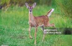 White tail deer at Cahaba River