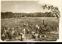 Slaves working in a cotton plantation